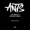 Ants in Ibiza